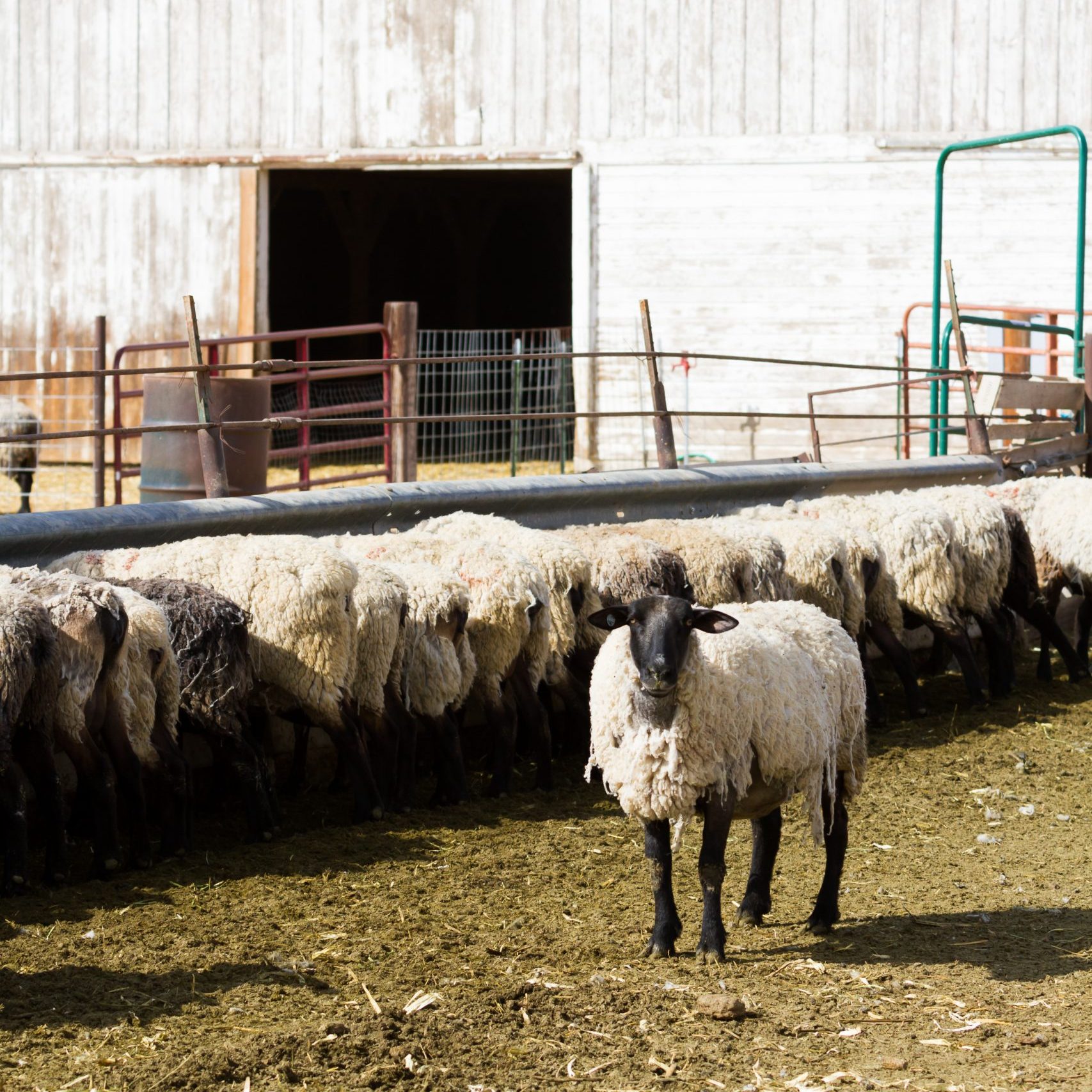 Qurban